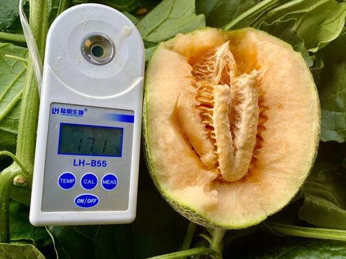 免费吃瓜大全,揭秘娱乐圈幕后故事,带你领略明星们的真实生活