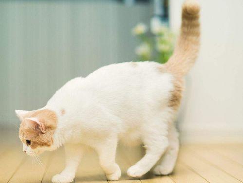 娱乐吃瓜君面包猫,面包猫背后的故事与魅力