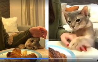 娱乐吃瓜君面包猫,面包猫背后的故事与魅力